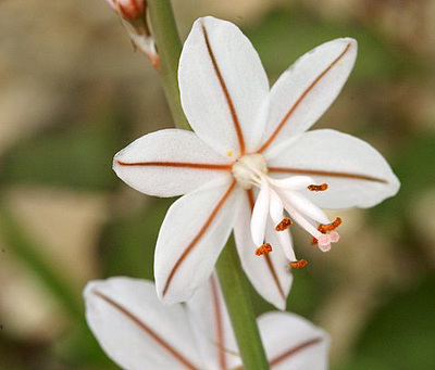 Photo de profil de Asphodel