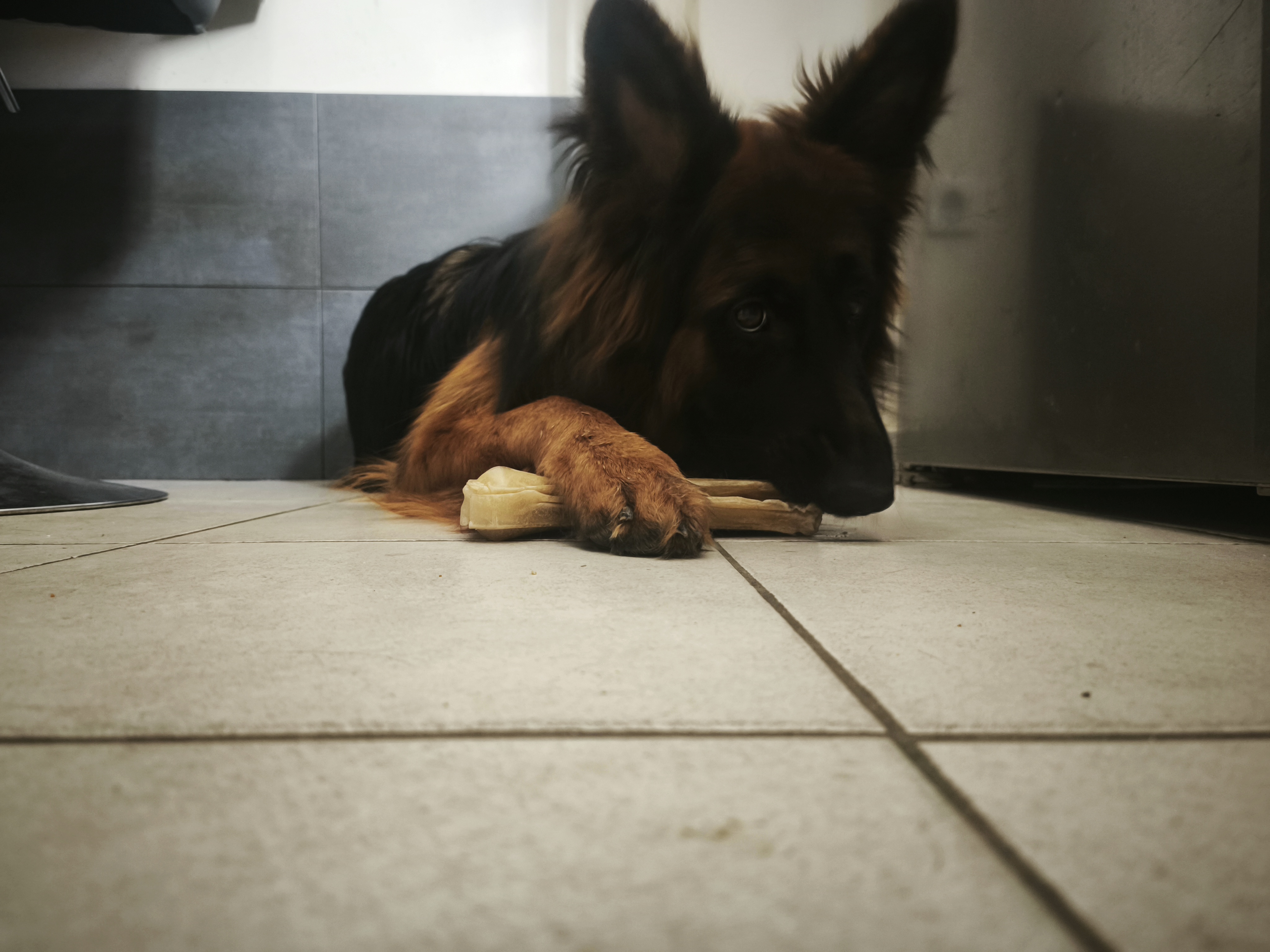 Photo de Dobby